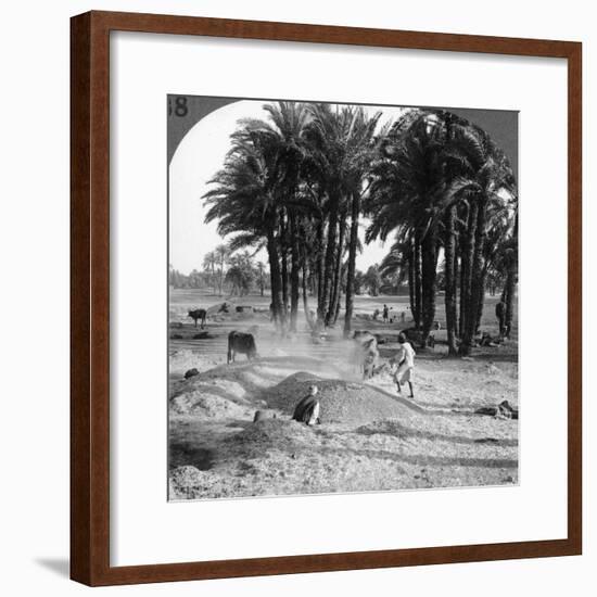 The Winnowing of the Grain after Threshing, Egypt, 1905-Underwood & Underwood-Framed Photographic Print