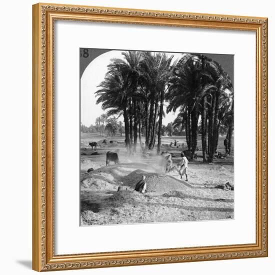 The Winnowing of the Grain after Threshing, Egypt, 1905-Underwood & Underwood-Framed Photographic Print