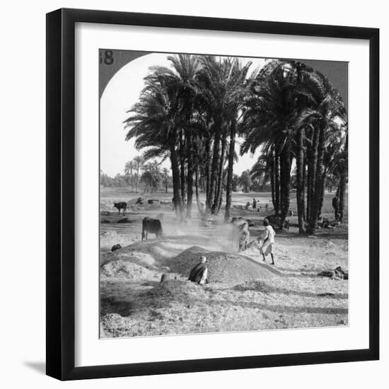 The Winnowing of the Grain after Threshing, Egypt, 1905-Underwood & Underwood-Framed Photographic Print