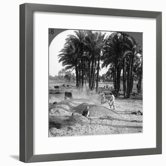 The Winnowing of the Grain after Threshing, Egypt, 1905-Underwood & Underwood-Framed Photographic Print