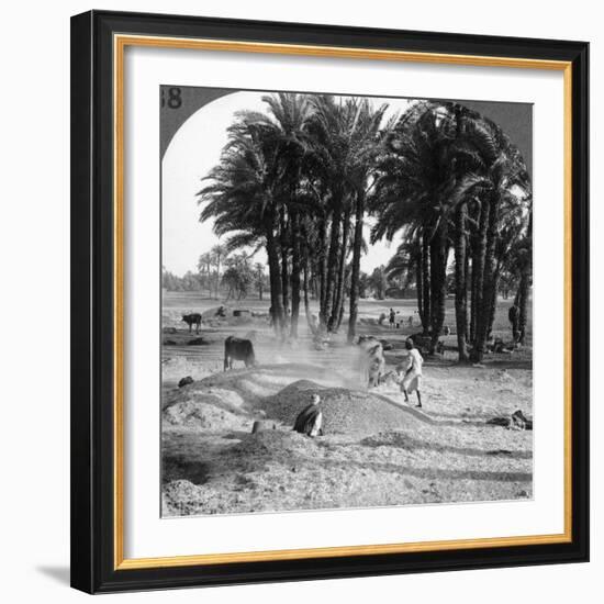 The Winnowing of the Grain after Threshing, Egypt, 1905-Underwood & Underwood-Framed Photographic Print