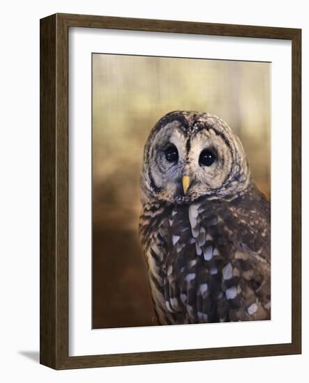 The Wise Owl-Jai Johnson-Framed Giclee Print