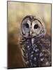 The Wise Owl-Jai Johnson-Mounted Giclee Print