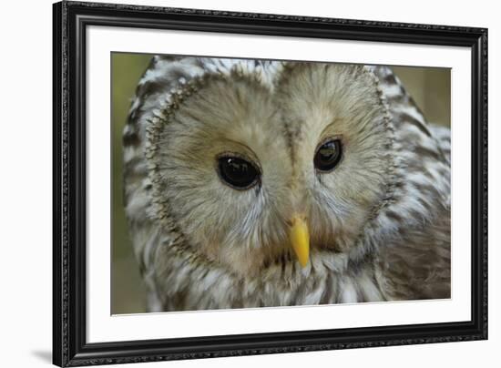 The Wise-Staffan Widstrand-Framed Giclee Print