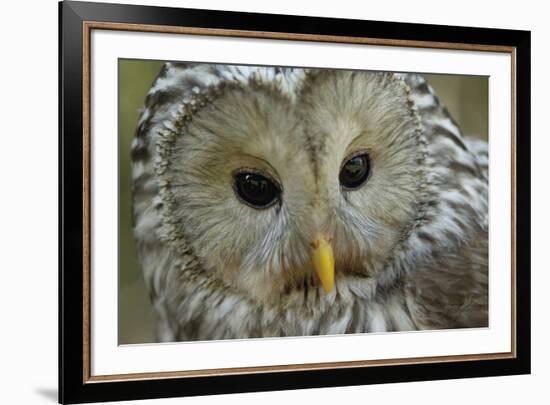 The Wise-Staffan Widstrand-Framed Giclee Print