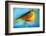 The Wishing Bird, 2012-Nancy Moniz-Framed Photographic Print