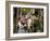 The Wizard of Oz, from Left: Judy Garland, Jack Haley, Ray Bolger, 1939-null-Framed Premium Photographic Print