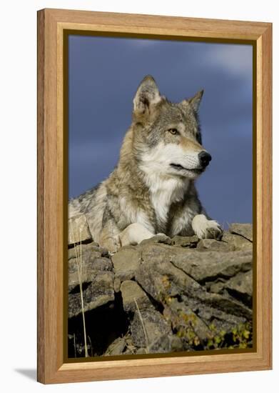 The Wolf King-Susann Parker-Framed Premier Image Canvas