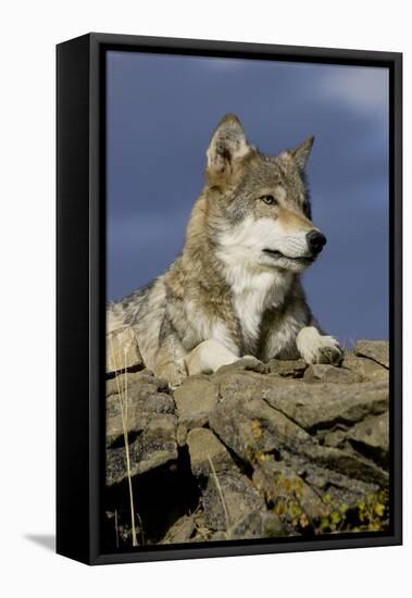 The Wolf King-Susann Parker-Framed Premier Image Canvas