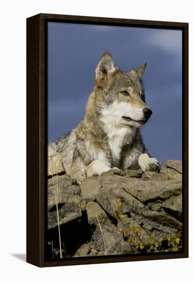 The Wolf King-Susann Parker-Framed Premier Image Canvas