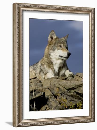 The Wolf King-Susann Parker-Framed Photographic Print