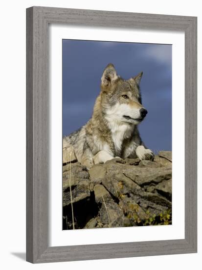 The Wolf King-Susann Parker-Framed Photographic Print