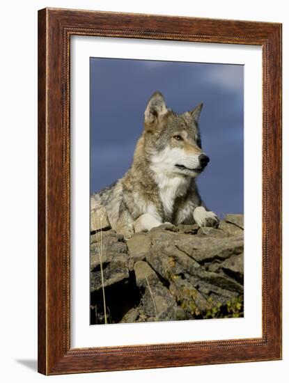 The Wolf King-Susann Parker-Framed Photographic Print