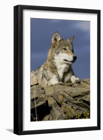 The Wolf King-Susann Parker-Framed Photographic Print