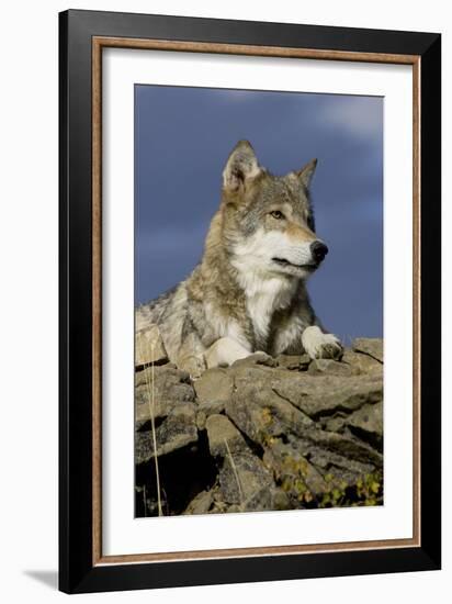 The Wolf King-Susann Parker-Framed Photographic Print