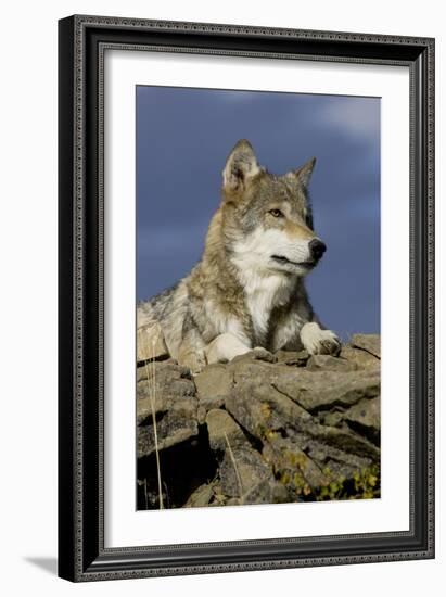 The Wolf King-Susann Parker-Framed Photographic Print