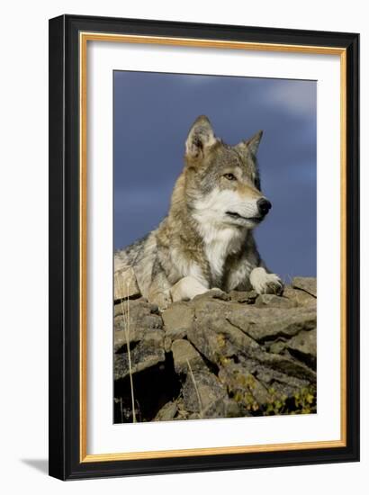 The Wolf King-Susann Parker-Framed Photographic Print