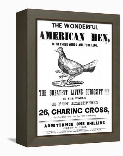 The Wonderful American Hen-null-Framed Stretched Canvas