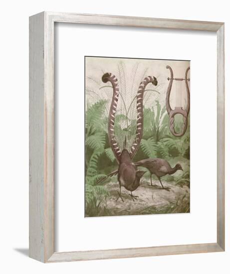 'The Wonderful Tail of the Lyre Bird', 1935-Unknown-Framed Giclee Print
