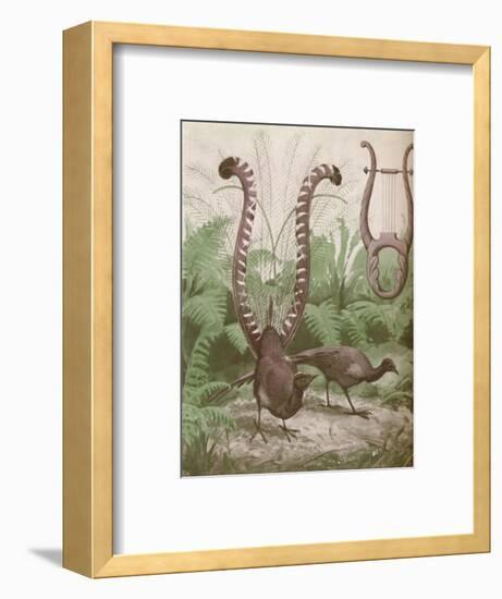 'The Wonderful Tail of the Lyre Bird', 1935-Unknown-Framed Giclee Print