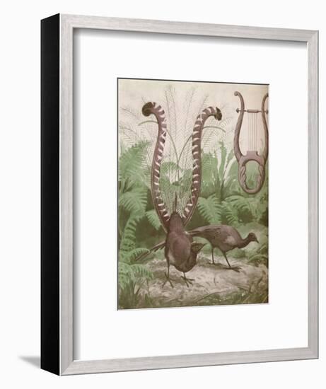 'The Wonderful Tail of the Lyre Bird', 1935-Unknown-Framed Giclee Print