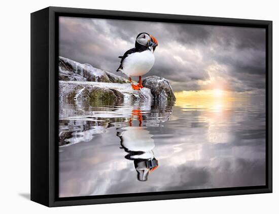 The Wonderfully Funny Puffin with a Calm Reflecting Landscape-Stephen Tucker-Framed Premier Image Canvas