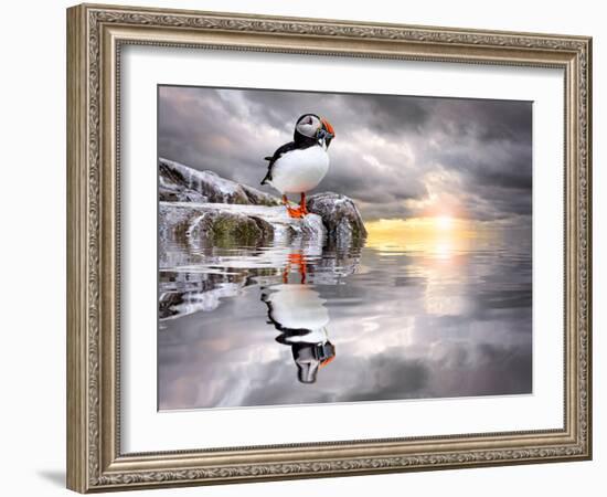 The Wonderfully Funny Puffin with a Calm Reflecting Landscape-Stephen Tucker-Framed Photographic Print