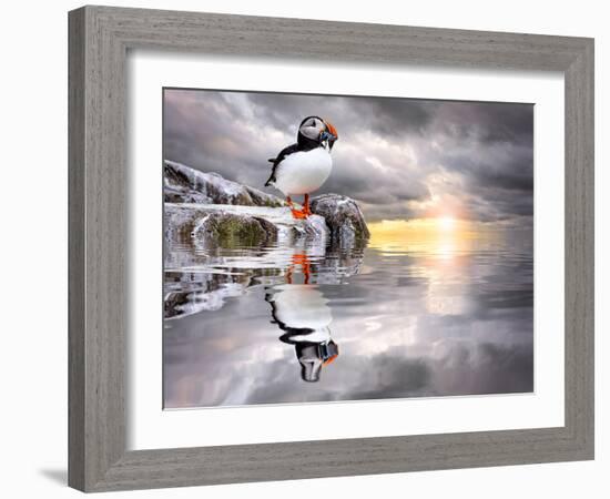 The Wonderfully Funny Puffin with a Calm Reflecting Landscape-Stephen Tucker-Framed Photographic Print