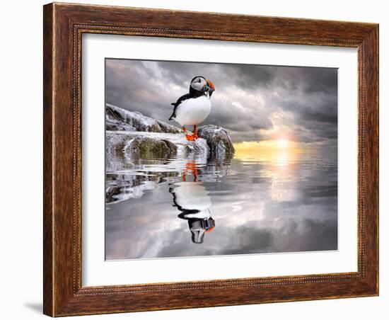 The Wonderfully Funny Puffin with a Calm Reflecting Landscape-Stephen Tucker-Framed Photographic Print