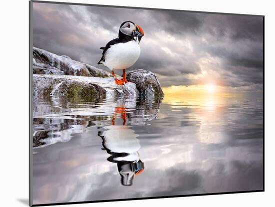 The Wonderfully Funny Puffin with a Calm Reflecting Landscape-Stephen Tucker-Mounted Photographic Print