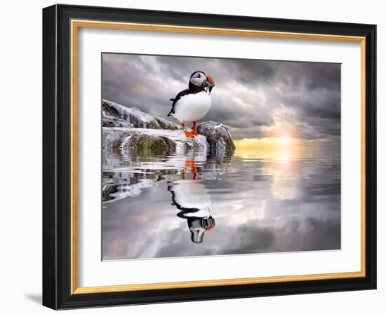 The Wonderfully Funny Puffin with a Calm Reflecting Landscape-Stephen Tucker-Framed Photographic Print