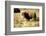 The Wood Bison-Richard Wright-Framed Photographic Print