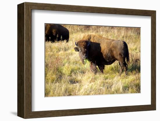 The Wood Bison-Richard Wright-Framed Photographic Print