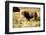 The Wood Bison-Richard Wright-Framed Photographic Print