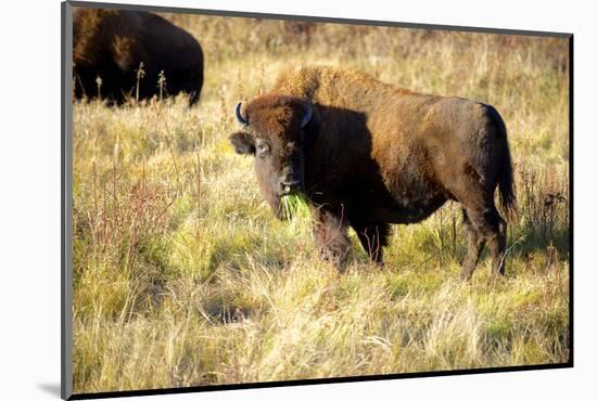 The Wood Bison-Richard Wright-Mounted Photographic Print