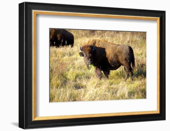 The Wood Bison-Richard Wright-Framed Photographic Print