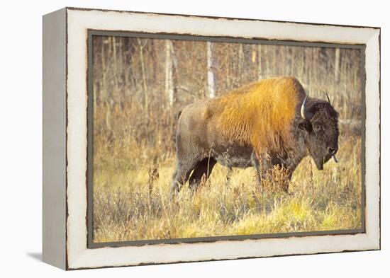 The Wood Bison-Richard Wright-Framed Premier Image Canvas