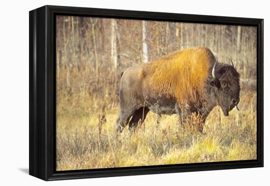 The Wood Bison-Richard Wright-Framed Premier Image Canvas