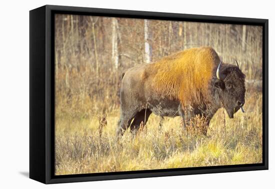 The Wood Bison-Richard Wright-Framed Premier Image Canvas