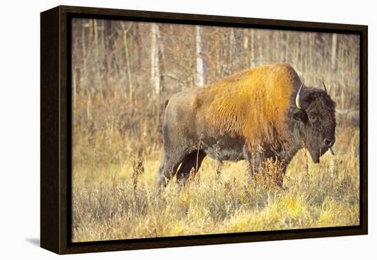 The Wood Bison-Richard Wright-Framed Premier Image Canvas