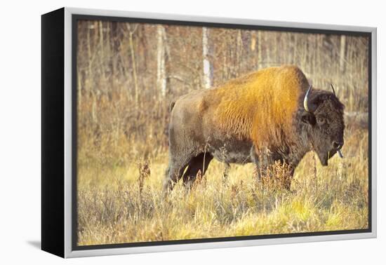 The Wood Bison-Richard Wright-Framed Premier Image Canvas