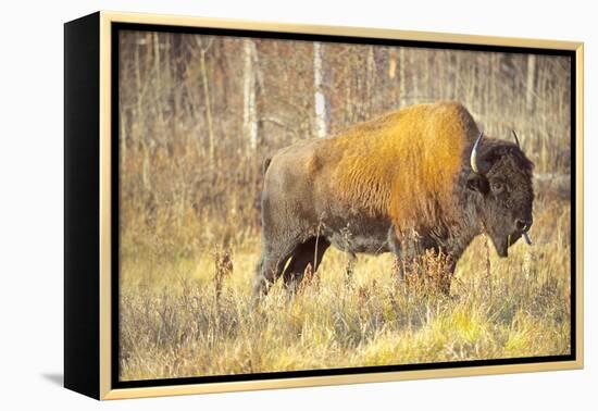 The Wood Bison-Richard Wright-Framed Premier Image Canvas