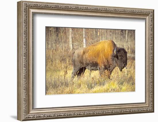 The Wood Bison-Richard Wright-Framed Photographic Print