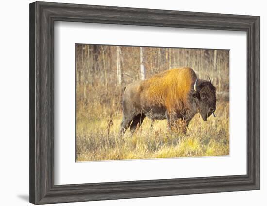 The Wood Bison-Richard Wright-Framed Photographic Print