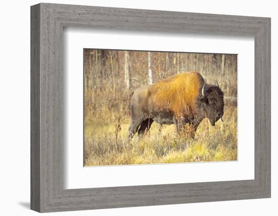 The Wood Bison-Richard Wright-Framed Photographic Print