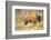 The Wood Bison-Richard Wright-Framed Photographic Print