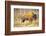 The Wood Bison-Richard Wright-Framed Photographic Print