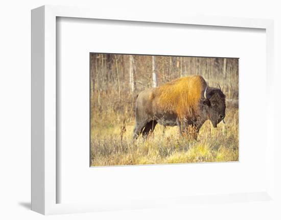 The Wood Bison-Richard Wright-Framed Photographic Print
