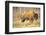 The Wood Bison-Richard Wright-Framed Photographic Print