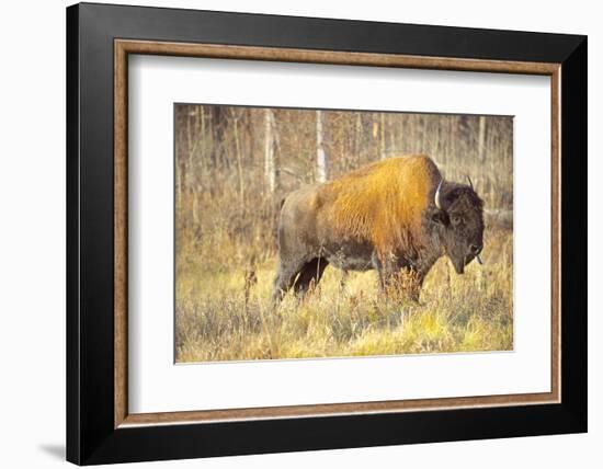 The Wood Bison-Richard Wright-Framed Photographic Print